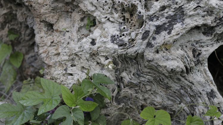 Intervention by Fatema Abdoolcarim - detail Intervention by Fatema Abdoolcarim - detail